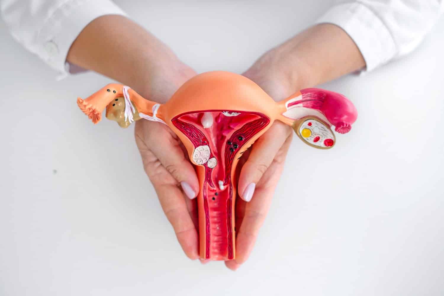 Model of female reproductive system showing uterus and surrounding structures.