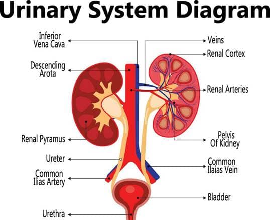 Inkontinenca urinare te grate: anatomia e sistemit urinar
